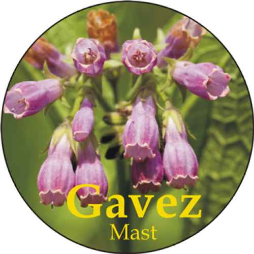 Gavez mast